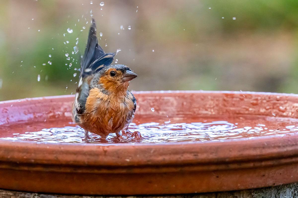 Skapa ditt perfekta fågelbad i sommar