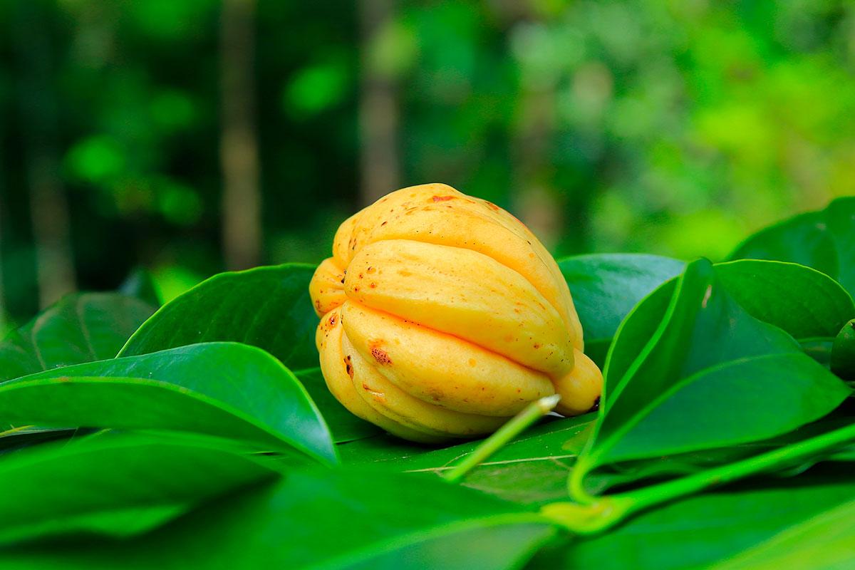 Garcinia cambogia: En het potatis i fokus